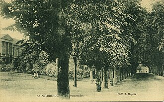 Photo : Chêne vert - Parc des Promenades