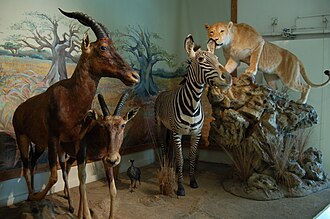 Photo : Muséum d'Histoire Naturelle